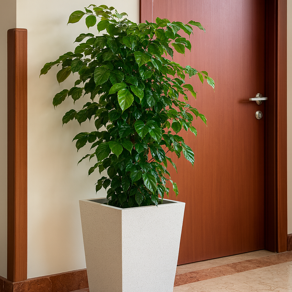 Indoor_Ficus_In_Tall_White_Planter_Architectural_Photography